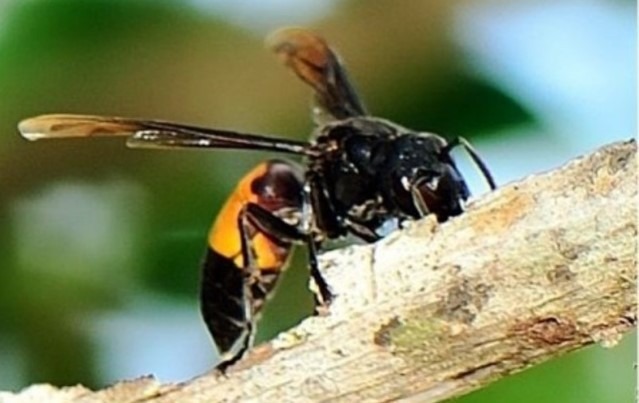 bahaya tawon ndas vespa affinis