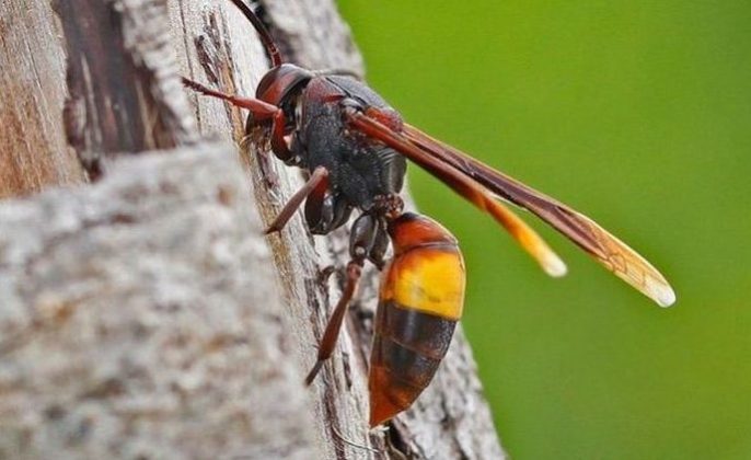 cara mengusir tawon vespa affinis di rumah
