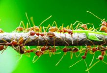 manfaat semut rangrang bagi tanaman